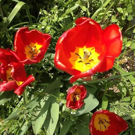 La Gourmandine 艾斯勒特